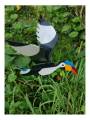 Wooden Bird - Hornbill - Garden/Outdoor Decor
