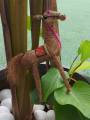 Orissa Coir Crafts - Handcrafted Horse Figurine - Home Decor