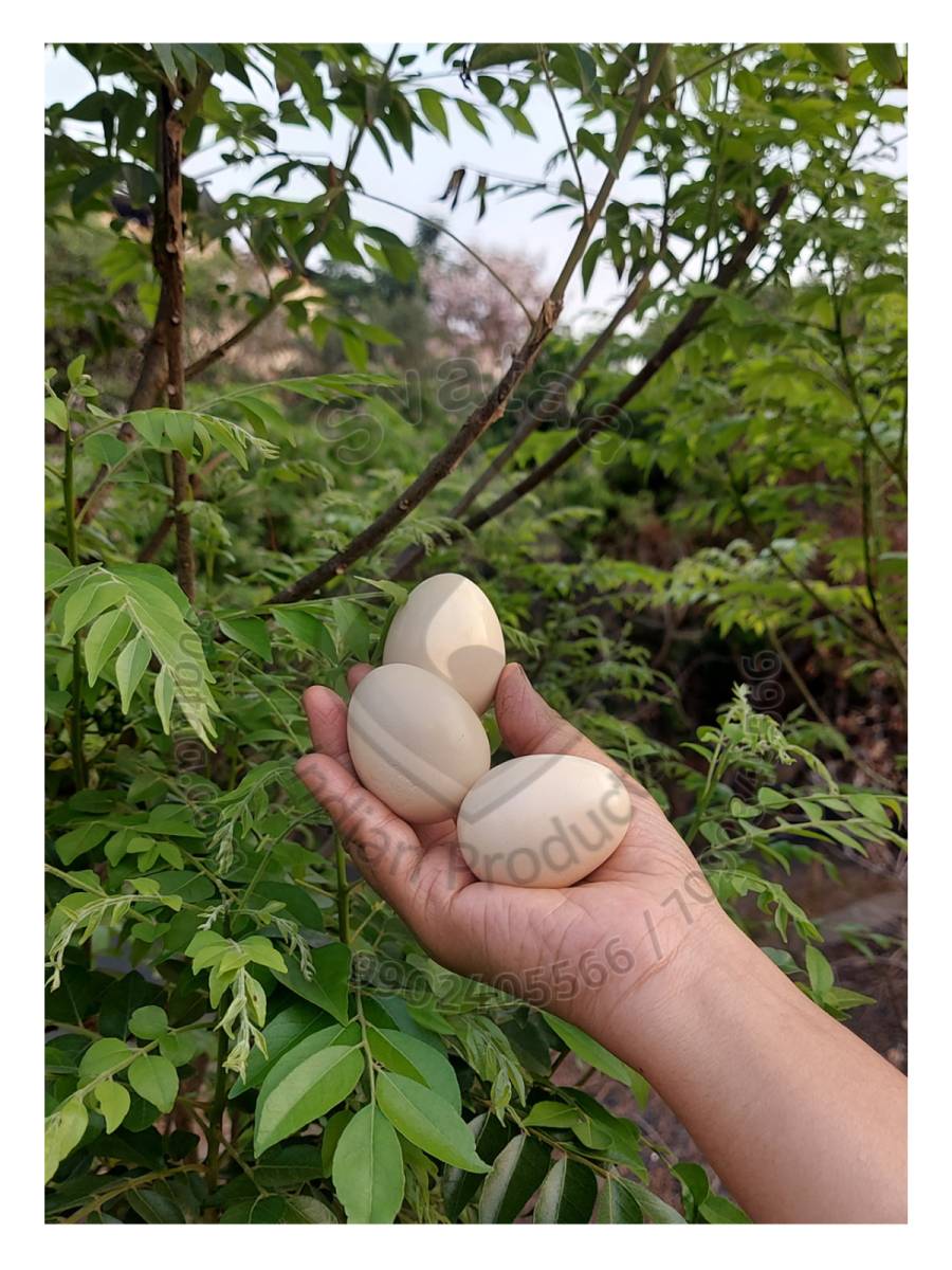 Toy - Wooden Egg
Toy - Wooden Egg