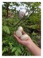 Toy - Wooden Egg
Toy - Wooden Egg