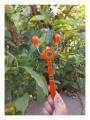 Rattle - Kit Kiti