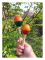 Rattle -  Egg Maraca Gilki- Combo