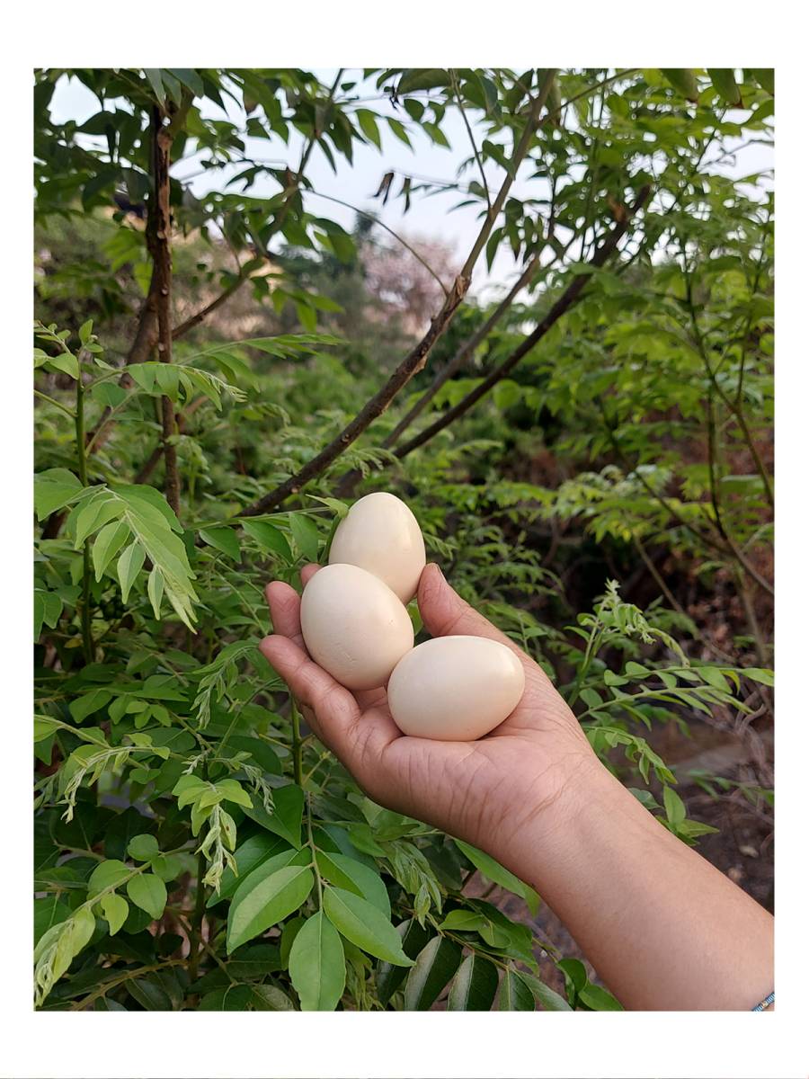 Toy - Wooden Egg Toy - Wooden Egg